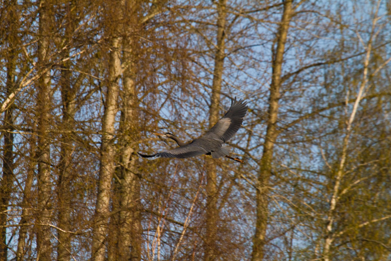 Great Blue Heron In Flight